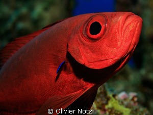 Big Eye at cleaning station by Olivier Notz 